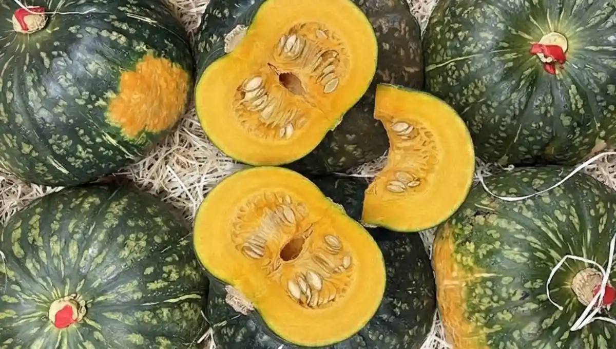 Zucca delica per la spesa di ottobre