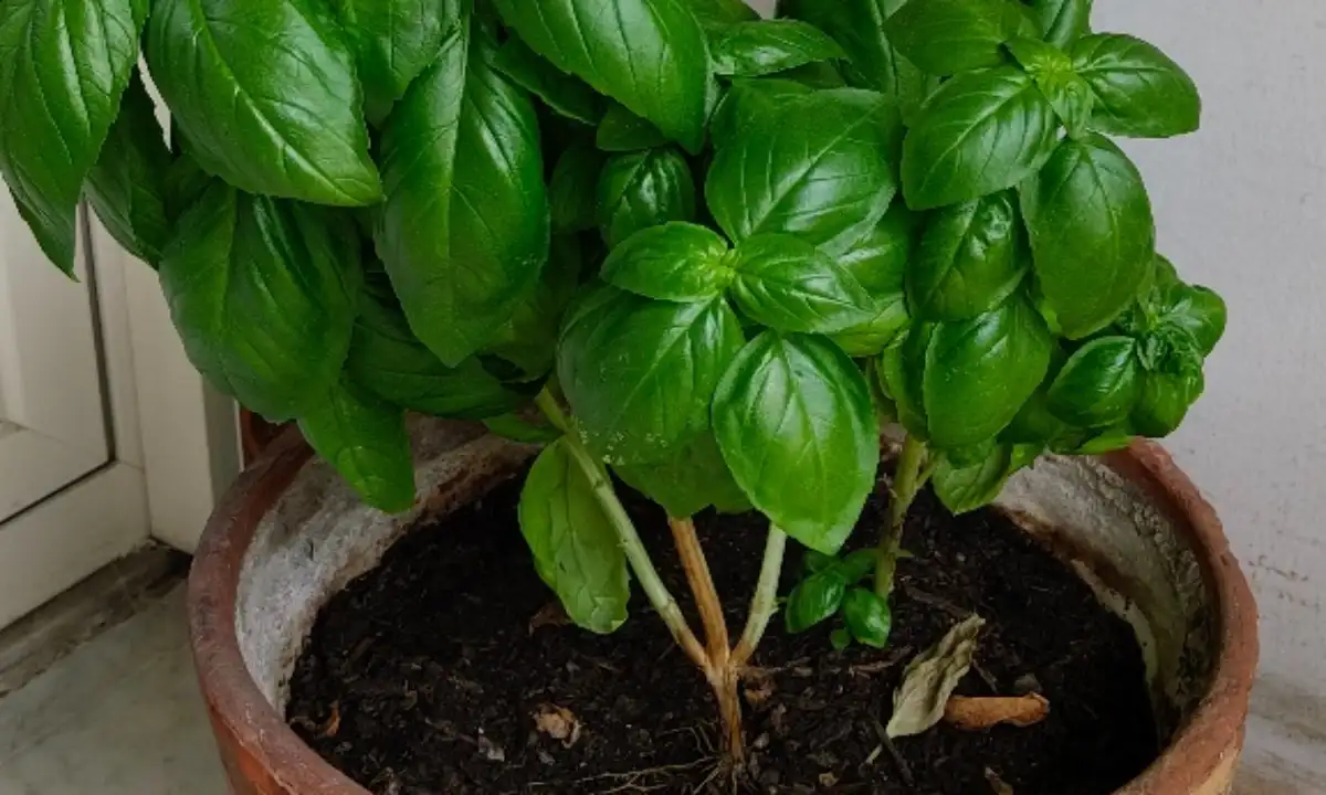 Primo piano ravvicinato dei fusti e delle foglie basali di una pianta di basilico in vaso.