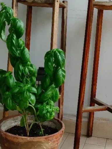 Pianta di basilico verde in vaso di terracotta posizionata su un balcone accanto a supporti in legno.