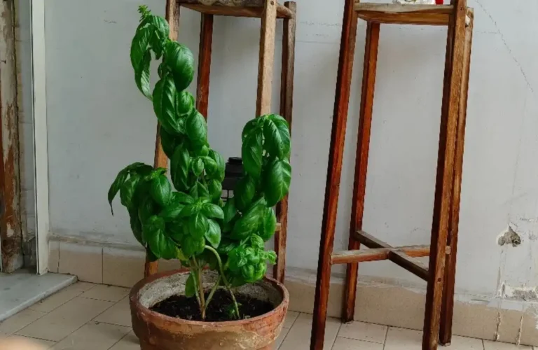 Pianta di basilico verde in vaso di terracotta posizionata su un balcone accanto a supporti in legno.
